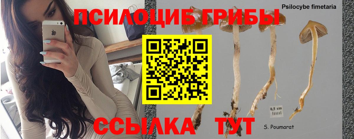Галлюциногенные грибы Magic Shrooms  Вход с VPN  Псилоцибиновые грибы Magic Shrooms  Губаха 